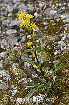 Alpen-Goldrute (Solidago virgaurea ssp. minuta) (07.2025, F304998)