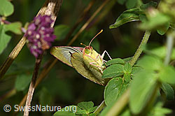 Colias hyale (27.07.2025, F305495)