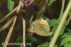 Colias hyale (27.07.2025, F305497)