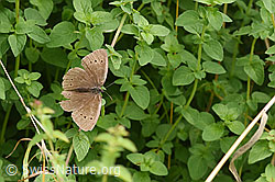 Aphantopus hyperantus (F305504)