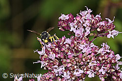 Bienenjagende Knotenwespe (Cerceris rybyensis) an Echter Dost (Origanum vulgare) (F305506)