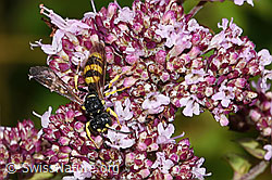 Bienenjagende Knotenwespe (Cerceris rybyensis) an Echter Dost (Origanum vulgare) (F305507)