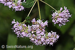 Echter Dost (Origanum vulgare) (F305512)