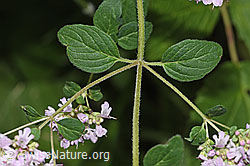 Echter Dost (Origanum vulgare) (F305513)