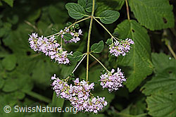 Echter Dost (Origanum vulgare) (F305514)