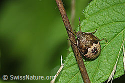 Frühlings-Baumwanze (Peribalus strictus) (F305533)
