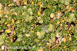 Alpen-Bruchkraut (Herniaria alpina) (08.2025, F308169)
