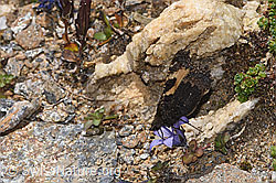 Kleiner Fuchs (Aglais urticae) an Mont Cenis-Glockenblume (Campanula cenisia) (F308185)