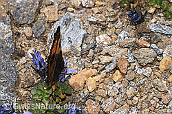 Kleiner Fuchs (Aglais urticae) an Mont Cenis-Glockenblume (Campanula cenisia) (F308187)