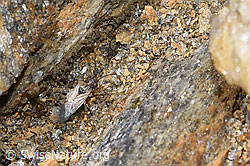 F308201: Nysius cymoides (Bodenwanze)