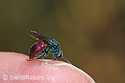Chrysis impressa (Goldwespe) (F309492) Chrysis impressa (Goldwespe) (F309492)
