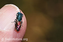 Chrysis impressa (Goldwespe) (F309494) Chrysis impressa (Goldwespe) (F309494)