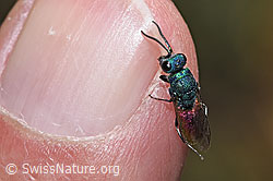 Chrysis impressa (Goldwespe) (F309495) Chrysis impressa (Goldwespe) (F309495)