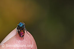 Chrysis impressa (Goldwespe) (F309496) Chrysis impressa (Goldwespe) (F309496)