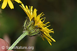 F309651: Pyrenäen-Pippau (Crepis pyrenaica)