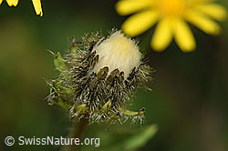 F309652: Pyrenäen-Pippau (Crepis pyrenaica)