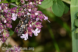 Foto: Gemeine Keulenschwebfliege (Syritta pipiens) auf Echtem Dost (Origanum vulgare)