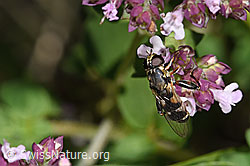 Foto: Gemeine Keulenschwebfliege (Syritta pipiens) auf Echtem Dost (Origanum vulgare)