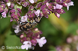 Foto: Gemeine Keulenschwebfliege (Syritta pipiens) auf Echtem Dost (Origanum vulgare)