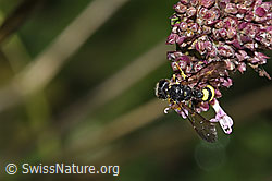 Bienenjagende Knotenwespe (Cerceris rybyensis) auf Echtem Dost (Origanum vulgare) (F311393)