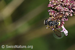 Bienenjagende Knotenwespe (Cerceris rybyensis) auf Echtem Dost (Origanum vulgare) (F311394)