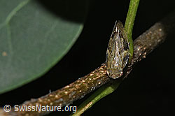 Photo: Aphrophora alni