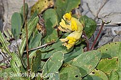 Alpen-Wundklee (Anthyllis vulneraria ssp. alpestris) (F312982)