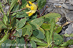 Alpen-Wundklee (Anthyllis vulneraria ssp. alpestris) (F312984)