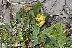 Alpen-Wundklee (Anthyllis vulneraria ssp. alpestris) (F312985)