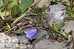 Niedliche Glockenblume (Campanula cochleariifolia) (08.2025, F313013)