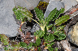 Silberwurz (Dryas octopetala) (F313015)