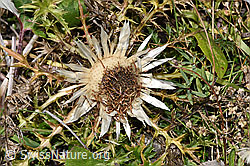 Silberdistel (Carlina acaulis ssp. caulescens) (08.2025, F313021)