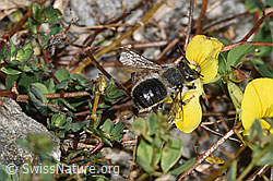 F314302: Garten-Blattschneiderbiene (Megachile willughbiella) auf Alpen-Hornklee (Lotus alpinus)