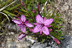 Fleischers Weidenröschen (Epilobium fleischeri) (F314307) Fleischers Weidenröschen (Epilobium fleischeri) (F314307)