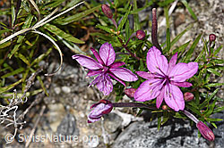 Fleischers Weidenröschen (Epilobium fleischeri) (F314308) Fleischers Weidenröschen (Epilobium fleischeri) (F314308)