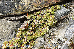 Moosartiger Steinbrech (Saxifraga bryoides) (F314317)