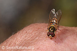 Hainschwebfliege (Episyrphus balteatus) (F314333) Hainschwebfliege (Episyrphus balteatus) (F314333)