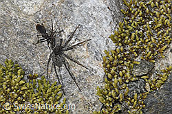 F314397: Anoplius nigerrimus (Wegwespe) mit Pardosa saturatior (Wolfspinne)