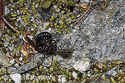 F314402: Anoplius nigerrimus (Wegwespen)