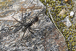Foto: Anoplius nigerrimus (Wegwespe) und Pardosa saturatior (Wolfspinne)
