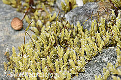 F314422: Graues Zackenmützenmoos (Racomitrium canescens aggr.)