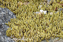 Foto: Graues Zackenmützenmoos (Racomitrium canescens aggr.)