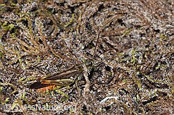 Brauner Grashüpfer (Chorthippus brunneus) (F314458)