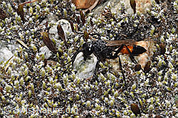 Podalonia alpina (Grabwespe) (09.2025, F314539)