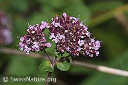 Echter Dost (Origanum vulgare) (F314822)