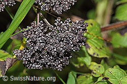 Echter Dost (Origanum vulgare) (F314823)