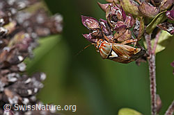 Gemeine Wiesenwanze (Lygus pratensis) auf Echtem Dost (Origanum vulgare) (F314826) Gemeine Wiesenwanze (Lygus pratensis) auf Echtem Dost (Origanum vulgare) (F314826)