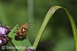F314830: Gemeine Wiesenwanze (Lygus pratensis)