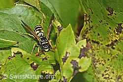 Französische Feldwespe (Polistes dominula) (F314852)