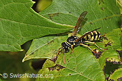 Französische Feldwespe (Polistes dominula) (F314853)